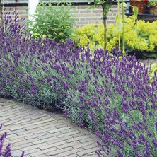 TNC Garden Groups Lavanta – Lavandula Angustifolia  5 Adet