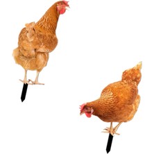 Somodz 2x Tavuk Hayvan Heykeli Kazığı Avlu Bahçe Çim Için Tavuk Heykeli (Yurt Dışından)