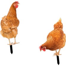 Somodz 2x Tavuk Hayvan Heykeli Kazığı Avlu Bahçe Çim Için Tavuk Heykeli (Yurt Dışından)