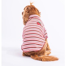 PawStar Fragola Küçük ve Orta Irk Sweat