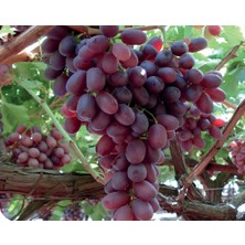 Fidancıyız Tüplü Fidan Vitroplant Anatolia Üzüm Fidanı