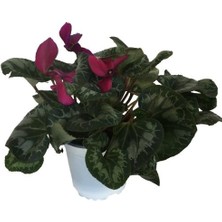 Armenbotanik Cyclamen - Göçmen - Sıklamen Çiçeği 14'lük Saksıda Pembe Renk