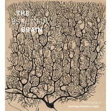 The Beautiful Brain: The Drawings Of Ramon Y Cajal: The Drawings Of Santiago Ramon Y Cajal