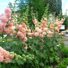 Zengarden Peaches N Dreams Gülhatmi Tohumu Alcea Katmerli Şeftali Renkli