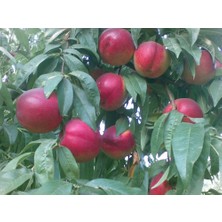 Fidancıyız Tüplü Fidan Sweet Lady Nektarin Fidanı