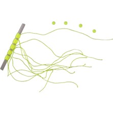 Lineaeffe Lineaeffe Stoper Tope