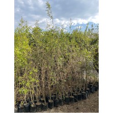 4'lü Nar Paketi Tüplü Tatlı Nar-Hicaz Narı-Katırbaşı-Keben Narı 70-100 cm Boy