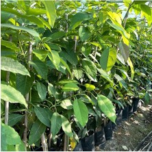 Tüplü Aşılı Has Black Avokado Fidanı