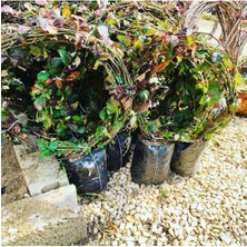 4-5 M Dikensiz Jumbo Böğürtlen Fidan