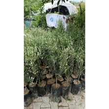 Tüplü 2 Yaş Bodur Gemlik Zeytin Fidanı( 2 Adet )