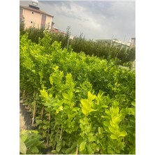 Tüplü Aşılı Bodur Saksılık Nevalina Portakal+ Yediveren Limon 2 Yaş