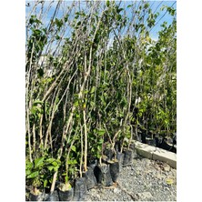 Tüplü Aşılı Kara Urmu Dutu 5 Yaş Boy: 180-200CM