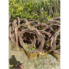 4-6 Metre Sultaniye Üzüm Fidanı