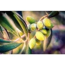 Bol Meyveli Torbalı 5 Yaş Bodur Arbequeinea Ispanyol Zeytin Fidanı