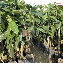 Tüplü Fuerte Avokado Fidanı