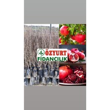 5 Yaş Tatlı Nar Fidanı 150-170CM