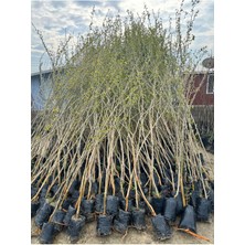 Tüplü Aşılı Kara Urmu Dutu 2 Yaş Boy: 90-110 cm