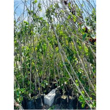 Tüplü Aşılı Kara Urmu Dutu 3 Yaş Boy: 110-130 cm