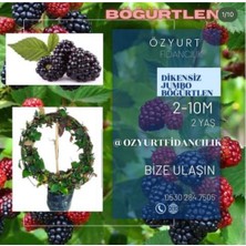 Tüplü Böğürtlen Fidanı 12-15 Metre