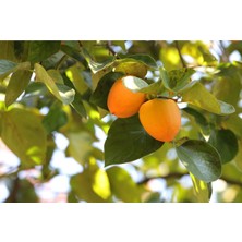 Saksılı Aşılı Trabzon Hurması Rojo Brillante Fidanı 7 Yaş