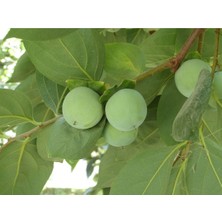 Saksılı Aşılı Yeşil Trabzon Hurması Fidanı 7 Yaş Boy 2 Metre