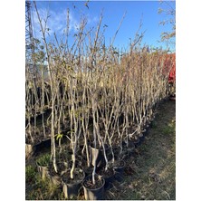 Saksılı Aşılı Yediveren Avustralya (Iri) Dut Fidanı 7 Yaş