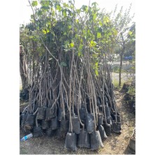 Tüplü Beyaz Lop Incir 4 Yaş BOY:170-180 cm