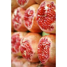 4 Yaş Tatlı Nar Fidanı 130-150CM