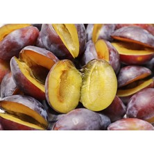 Tüplü Aşılı Mürdüm Eriği Fidanı 3 Yaş Boy 120-140 cm