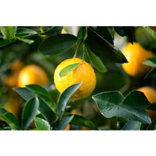 Tüplü Aşılı Yediveren Limon Fidanı 4 Yaş Boy 130-150CM