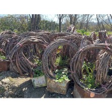 3-4 Metre Sultaniye Üzümü