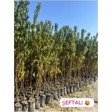 Tüplü Şeftali Fidanı 4 Adet 5 Yaş Boy: 180-200 cm