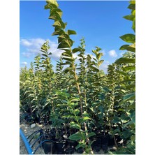 Tüplü Aşılı Trabzon Hurması Rojo Brillante Fidanı 4 Yaş