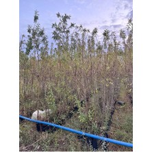 Tüplü Ferraduel Badem Fidanı Yaş 4 Boy 140-160CM