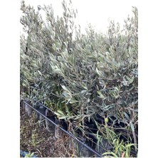 Tüplü Gemlik Zeytin Fidanı 4 Yaş ( 2 Adet )