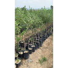 Tüplü Aşılı Amasya Misket Elma Fidanı 3 Yaş