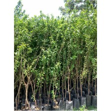 Tüplü Aşılı Can Erik Fidanı 4 Yaş (Bol Sulu)