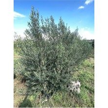 5 Yaş Çok Verimli Tüplü Koroneiki Zeytin Fidanı Meyve Verme Durumunda