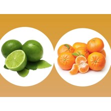 Tüplü Aşılı Yediveren Limon + W.murcott Mandalina Fidanı(2li Paket)