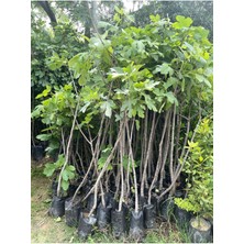 Tüplü Beyaz Lop Incir 5yaş BOY:180-200CM