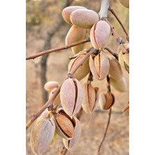 Tüplü El Bademi Nonpariel Badem Fidanı Yaş 4 Boy 140-160CM