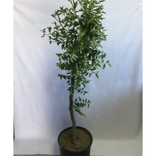 Tüplü Hünnap Fidanı Yaş 3 Boy 70-90CM