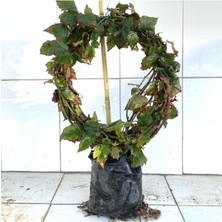 Tüplü Jumbo Böğürtlen Fidanı 3 Yaş - Iri Meyveli 3-4 Metre