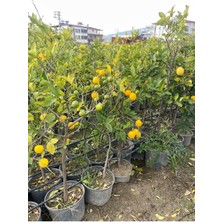 12 Litrelik Saksıda Bodur Lamas Limon Fidanı Yaş 3 Boy 80-100CM