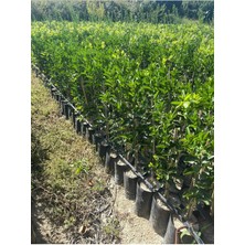 Tüplü Aşılı Primasol Mandalina Fidanı Yaş 2 Boy 90-110CM(BOL Verimli)