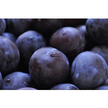 Tüplü Aşılı Japon Erik Fidanı 2 Yaş 100-120 cm