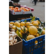 Tüplü Aşılı Kütdiken Yediveren Limon 2 Yaş Boy 90-110 cm Soğuklara Dayanıklı