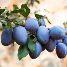 Tüplü Aşılı Mürdüm Erik Fidanı 3 Yaş