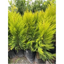 Tüplü Limoni Selvi Boy: 60-80 cm 2 Adet