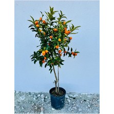 5 Yaş Meyveli Saksıda Nagami Kamkat Fidanı 150-180 cm